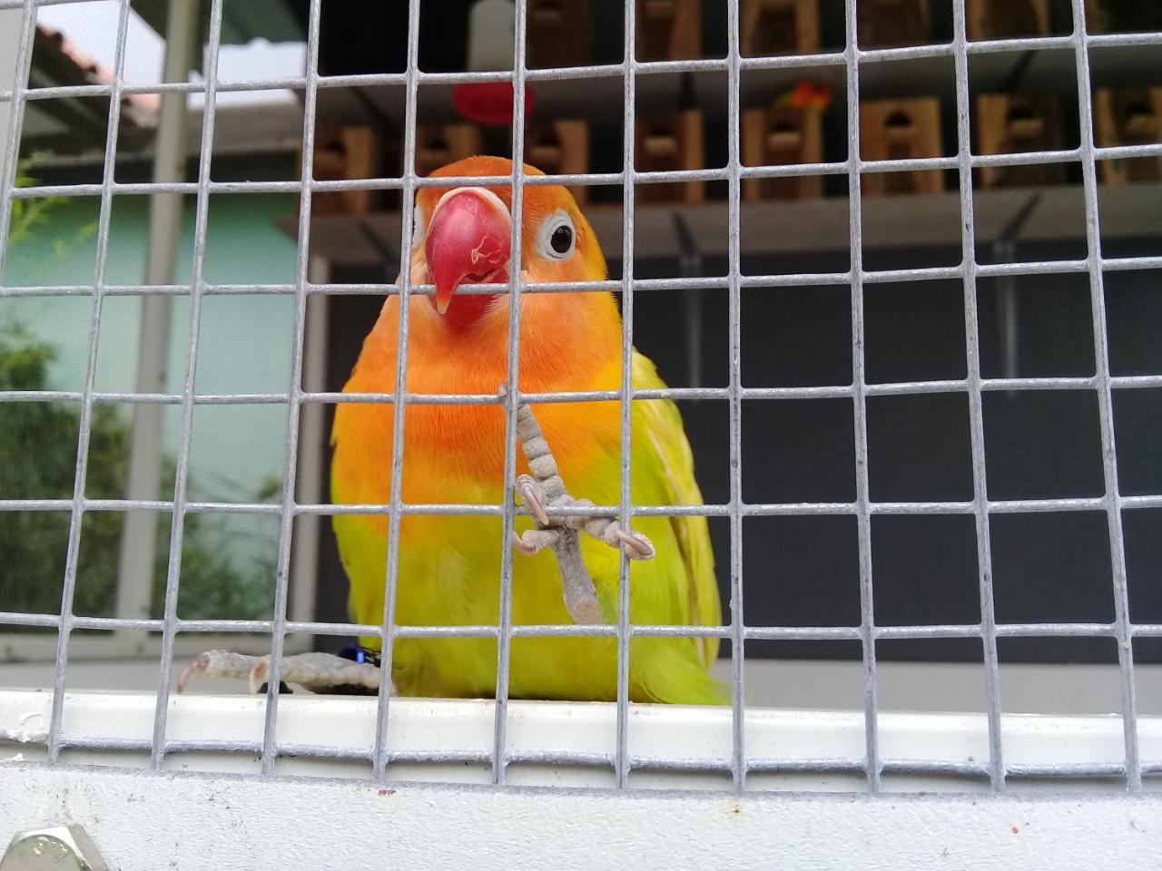 Wisma Lovebird Kalianget Exteriör bild